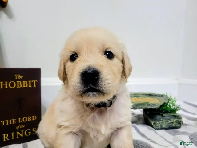Golden Retriever dogs for sale: Gandalf, Champion Sired - Ad 2