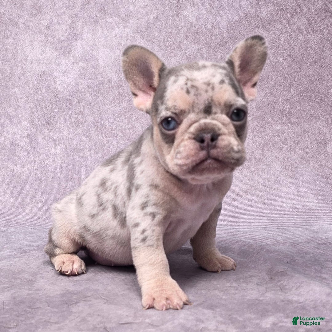 French Bulldog dogs for sale: Millie - Ad 1