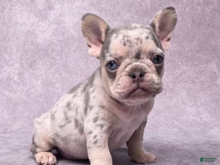 French Bulldog dogs Millie - Ad 1