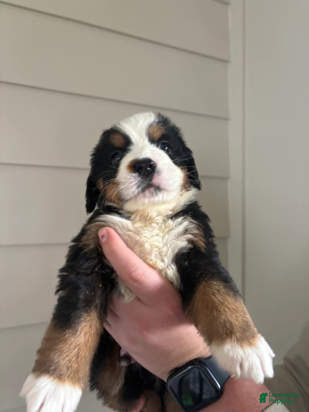 Bernese Mountain Dog dogs for sale: Bolt - Ad 1