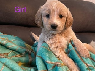 Goldendoodle dogs Goldendoodle Puppy 4 - Ad 13