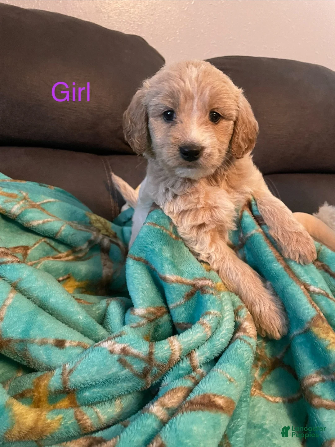 Goldendoodle dogs for sale: Goldendoodle Puppy 4 - Ad 1