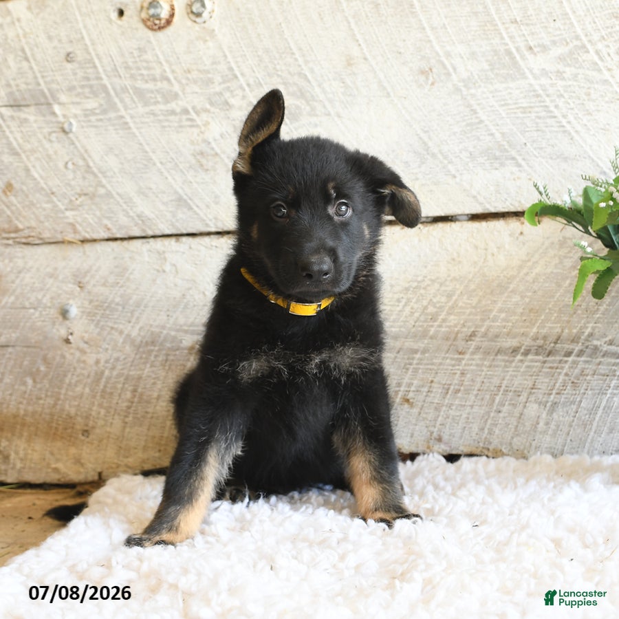 German Shepherd dogs Bear - Ad 1