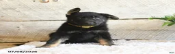German Shepherd dogs for sale: Bear - Ad 4