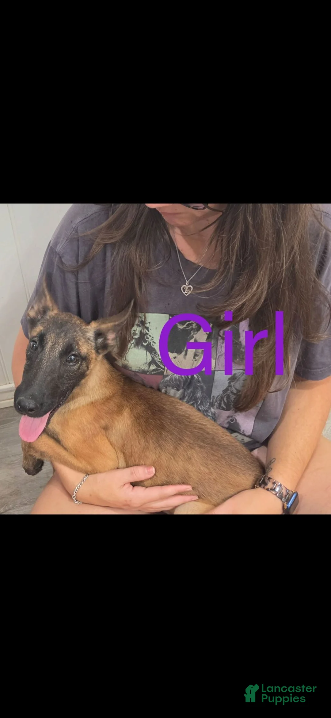 Belgian Malinois dogs for sale: Belgian Malinois 3 - Ad 1