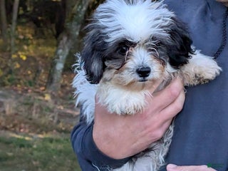 Teddy Bear dogs - Ad 23