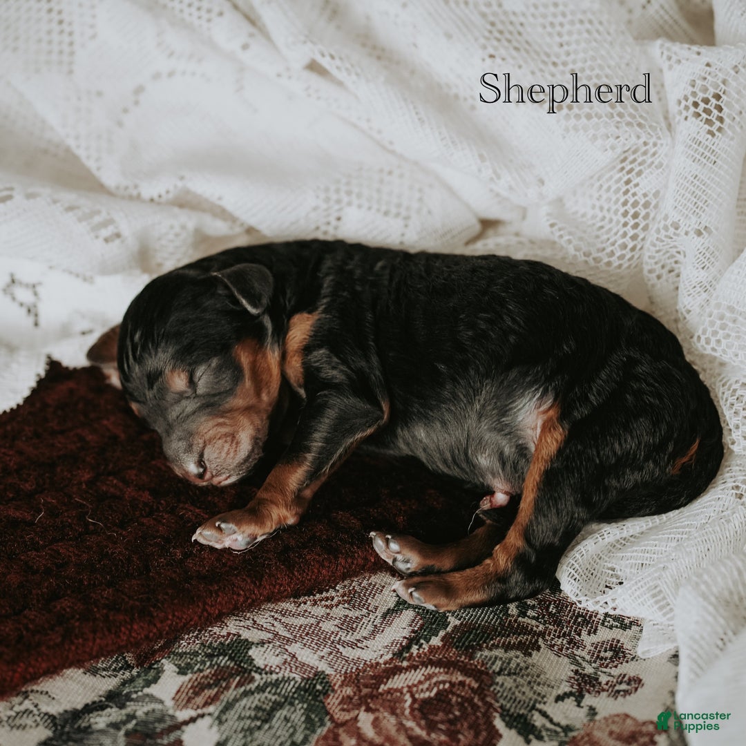 Standard Poodle dogs for sale: Shepherd - Ad 8