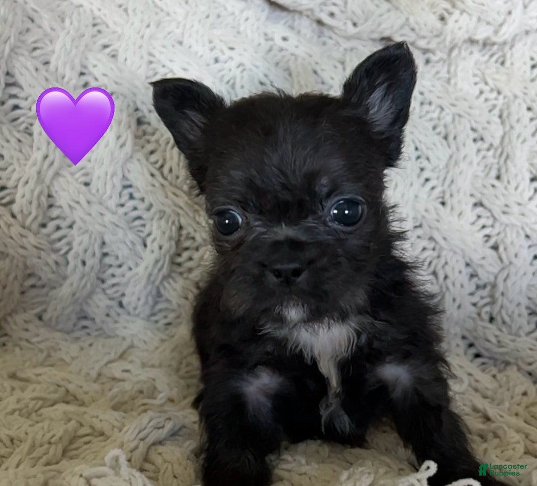 Shih Tzu Pom Frenchie Mix Pom X Shih Tzu Pups For Sale In Dundee