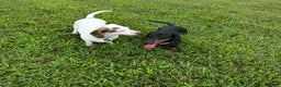 Miniature Dachshund dogs for sale: Smores - Ad 3