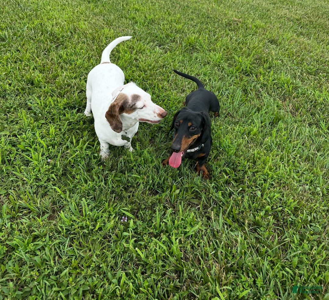 Miniature Dachshund dogs for sale: Smores - Ad 3