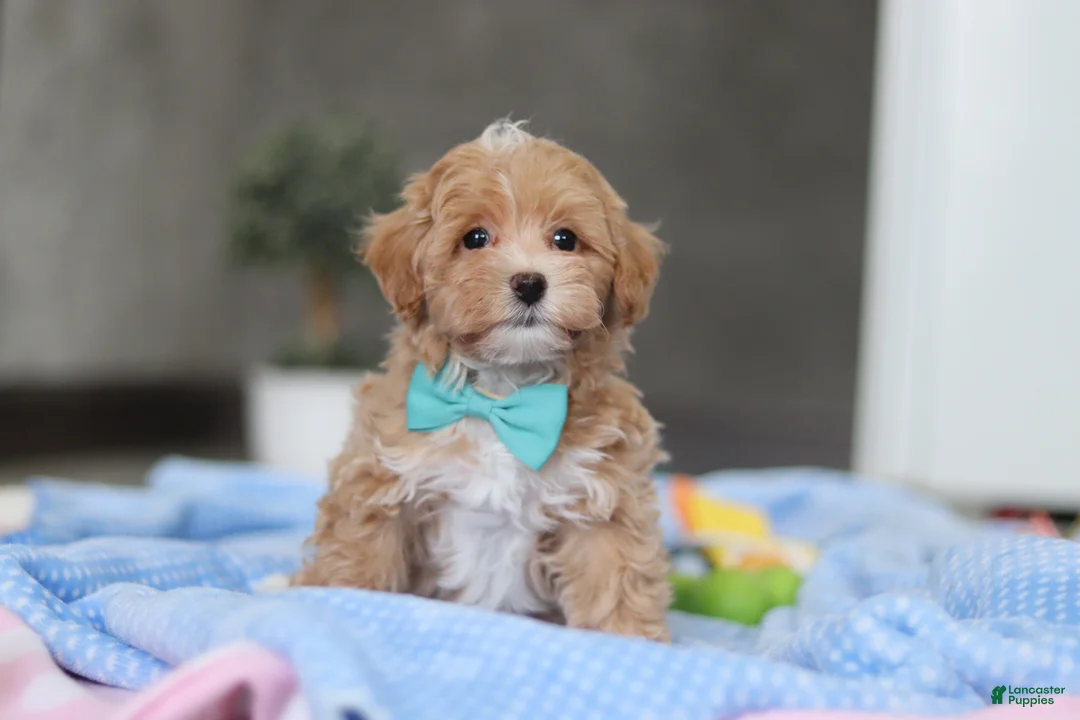 Havapoo dogs for sale: Beau - Ad 6