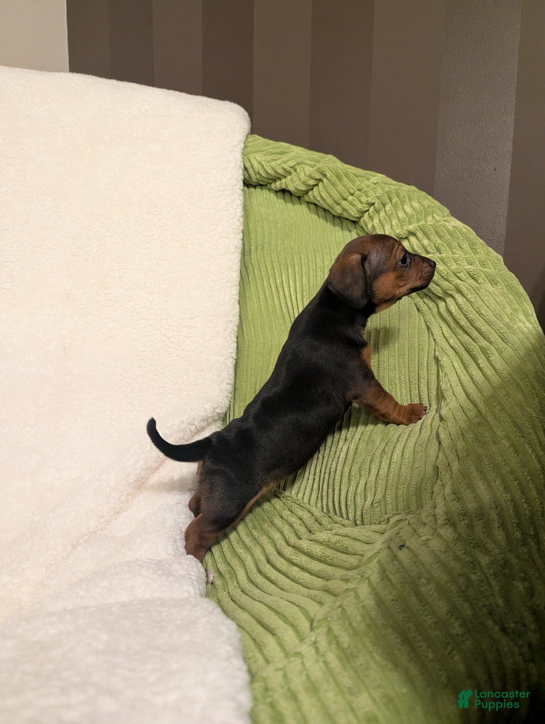 Mixed Breed dogs for sale: Pansie - Ad 3