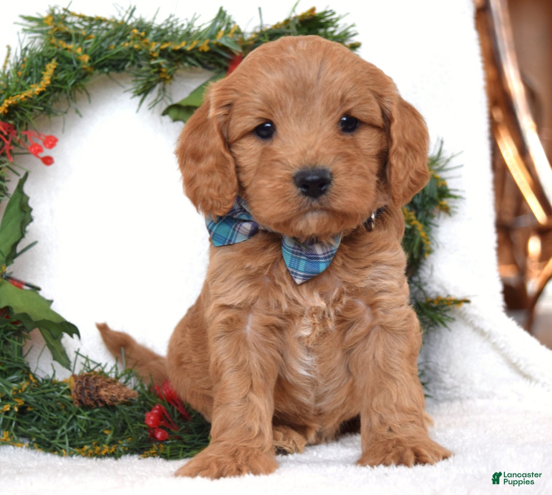 Cavapoo dogs for sale: Canyon - Ad 3