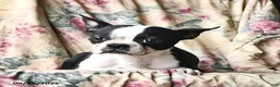 Boston Terrier dogs for sale: Lucky - Ad 4