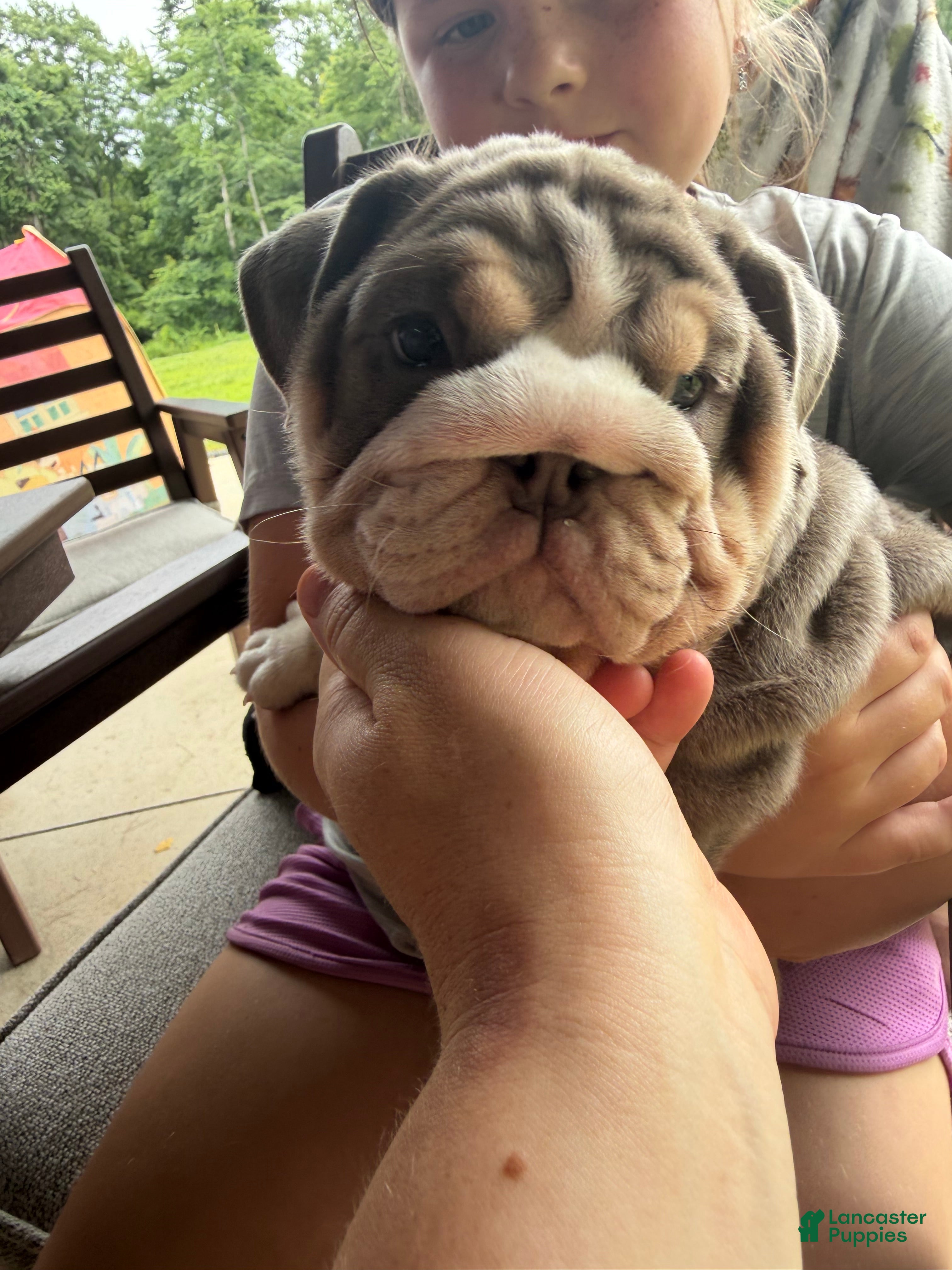 English Bulldog dogs Socks - Ad 1