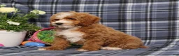 Miniature Poodle dogs for sale: Boomer AKC - Ad 5