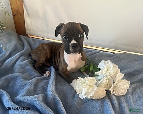 Boxer dogs Roman - Ad 2