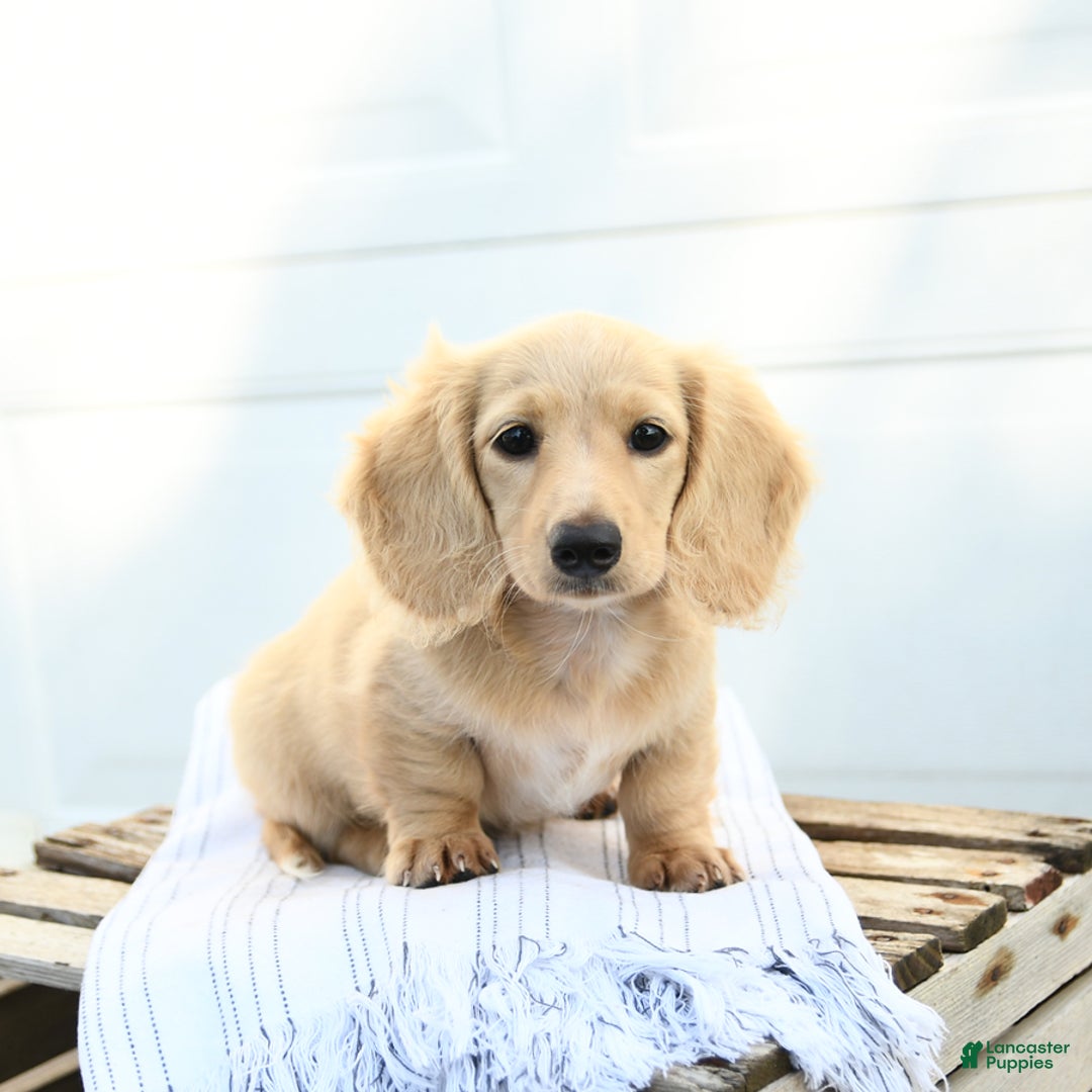 Adoption German Dachshund Puppies For Sale Dachshund Puppies For