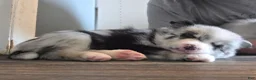 Pomsky dogs for sale: Lela - Ad 1