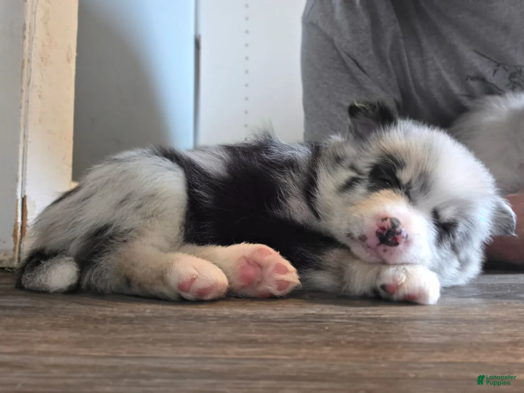 Pomsky dogs for sale: Lela - Ad 1