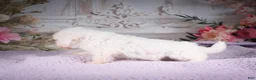 Bichon Frise dogs for sale: AKC-Ringo - Ad 7