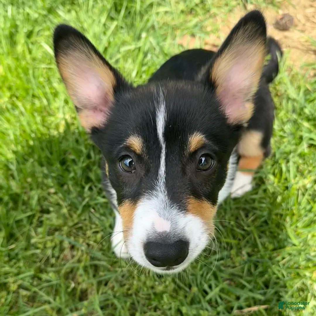 Welsh Corgi Pembroke dogs for sale: Kujo - Ad 2