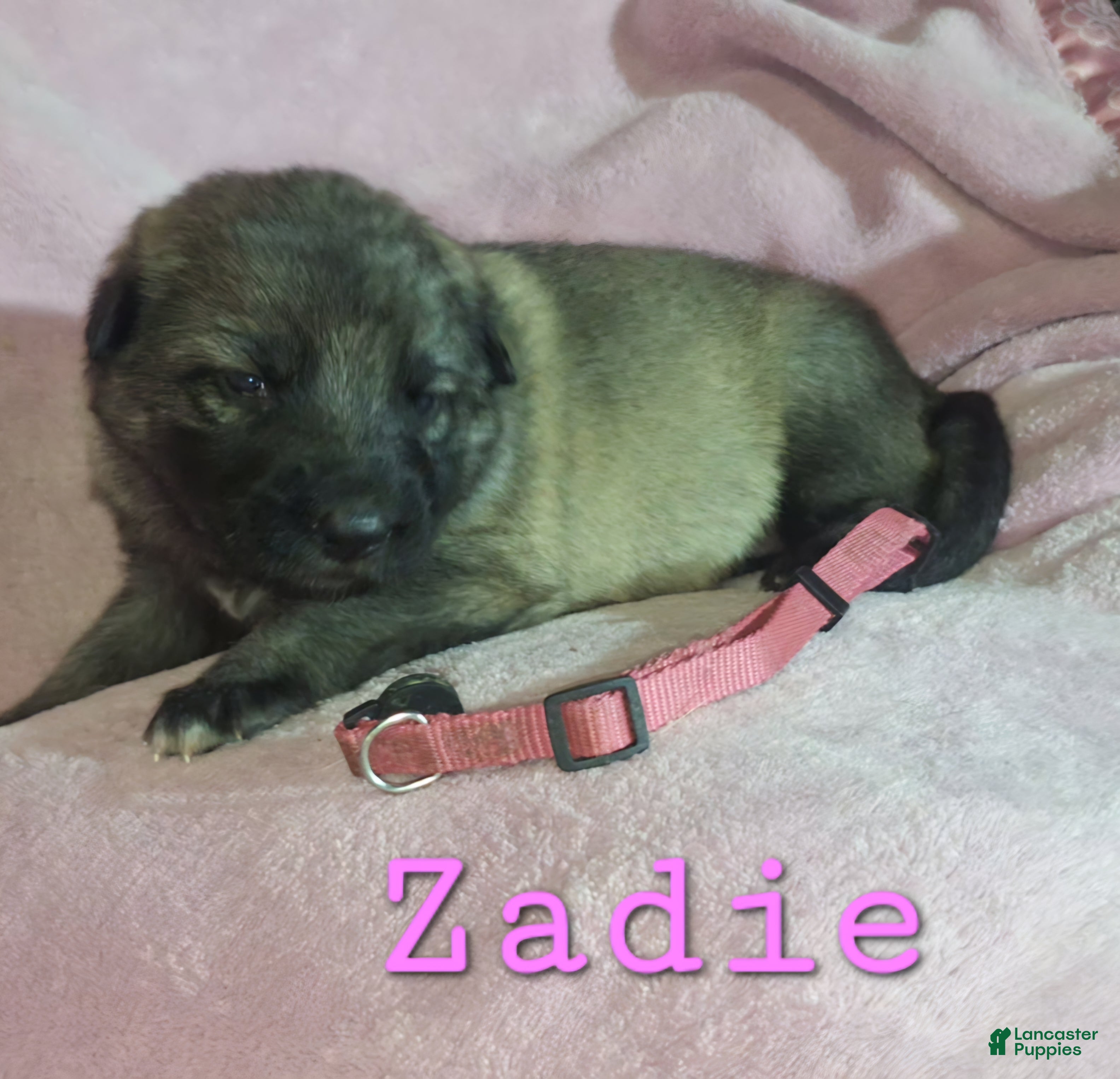 German Shepherd dogs Zadie - Ad 1