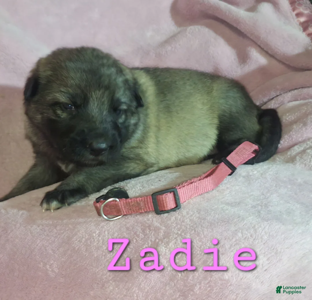 German Shepherd dogs for sale: Zadie - Ad 1