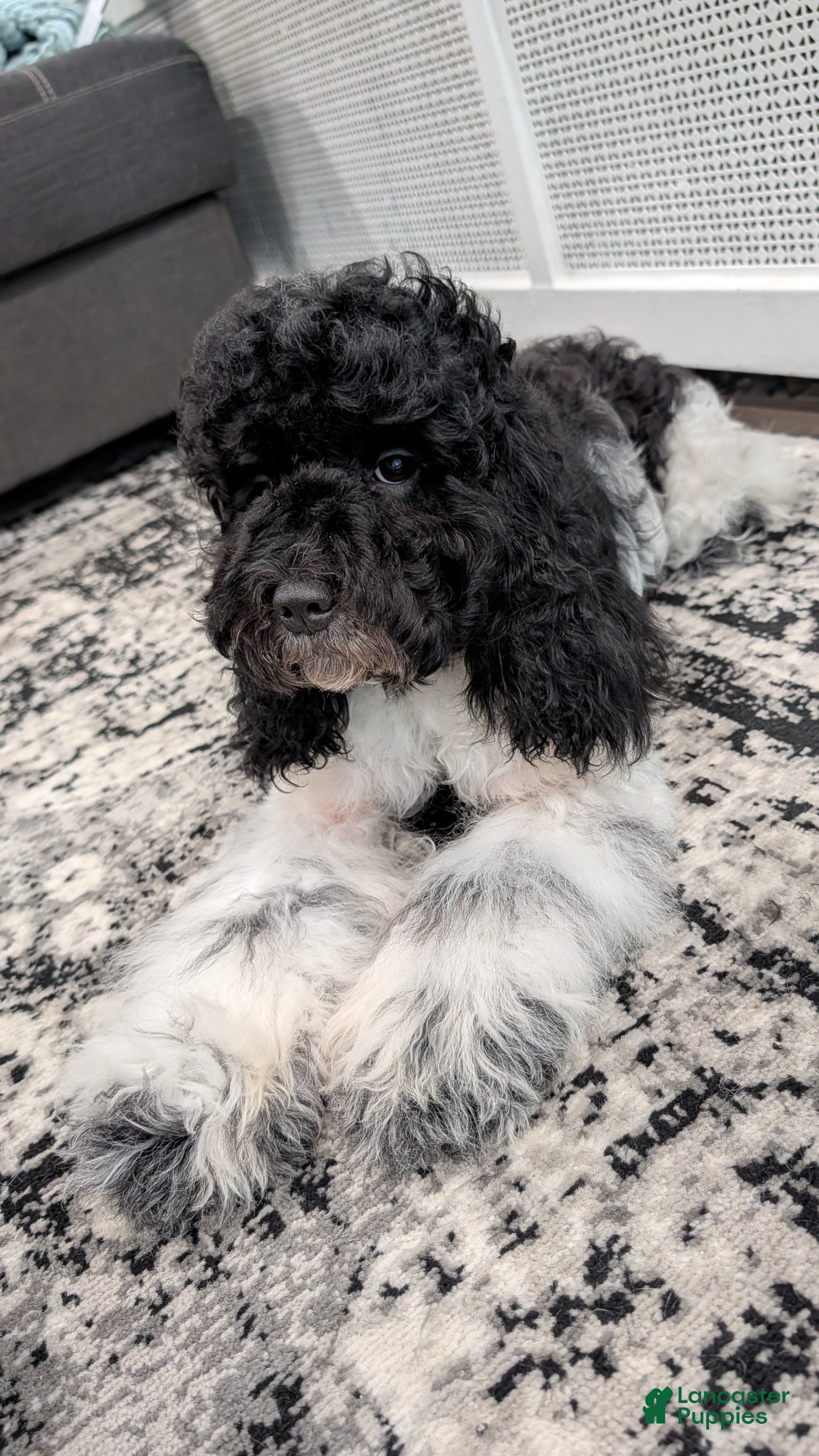 Cockapoo dogs Raven (F2b) - Ad 41