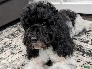 Cockapoo dogs Raven (F2b) - Ad 41