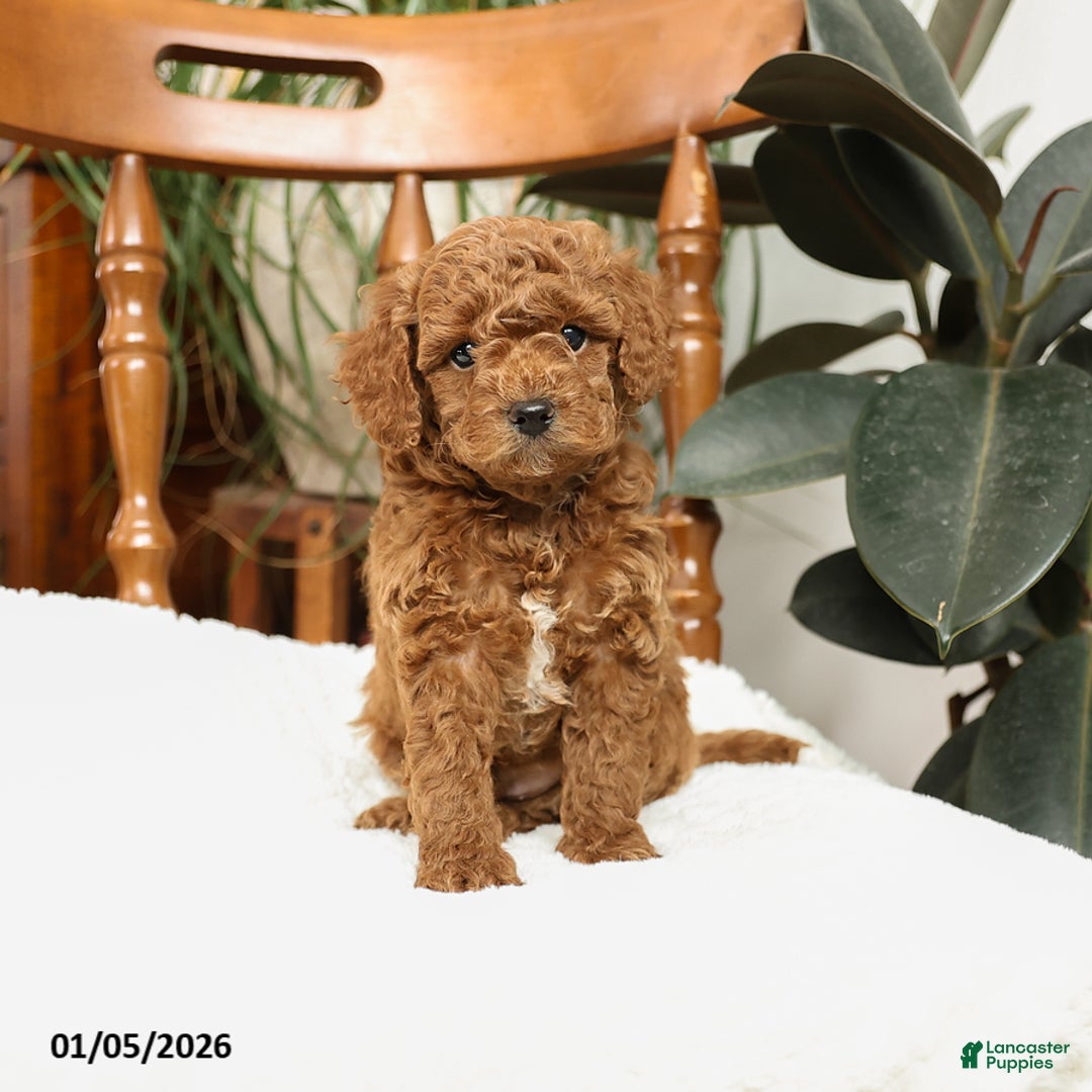 Mini Goldendoodle dogs for sale: Bruce - Ad 4