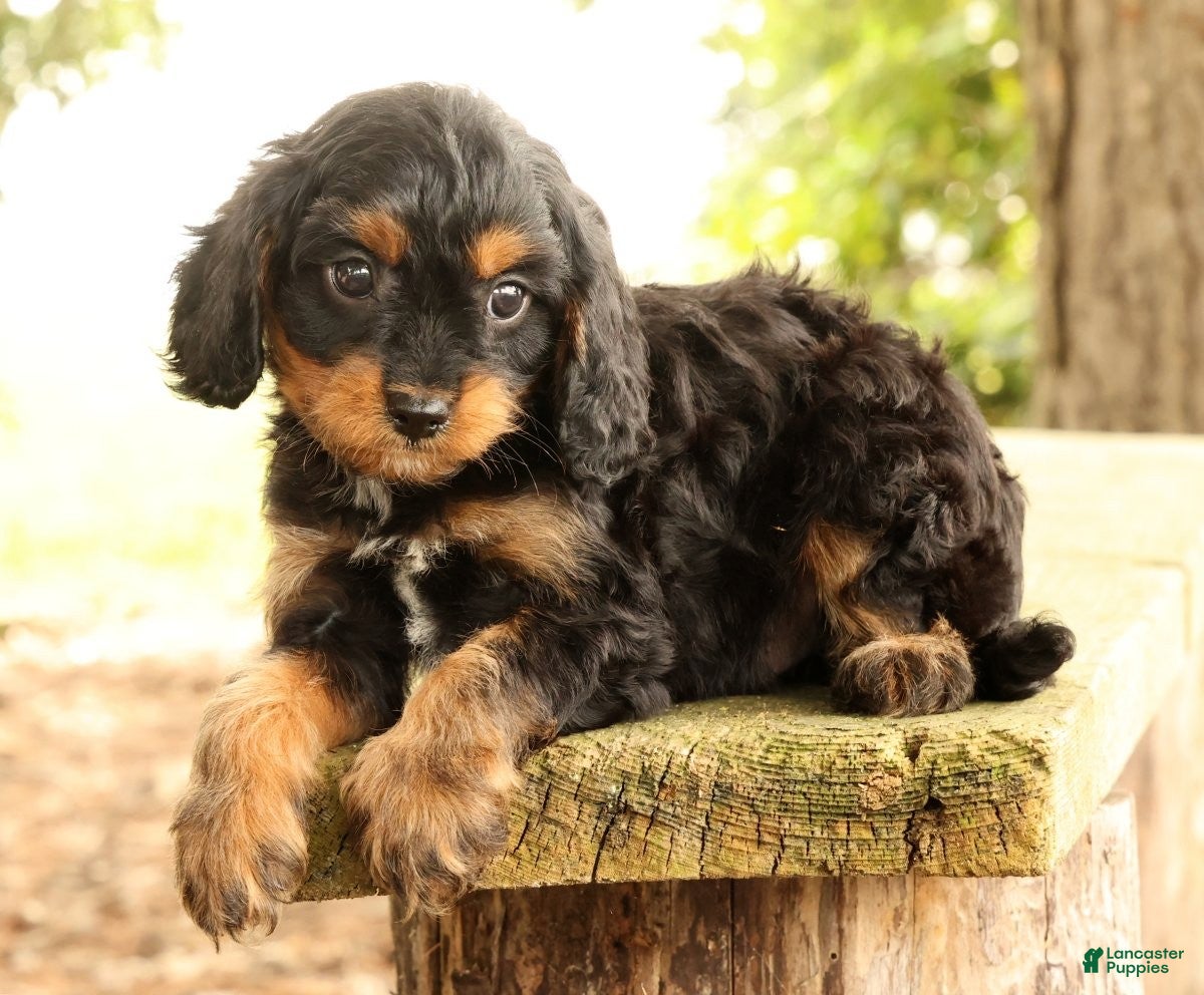 Cavapoo dogs Stanley - Ad 2