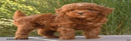 Cockapoo dogs for sale: Royal - Ad 2