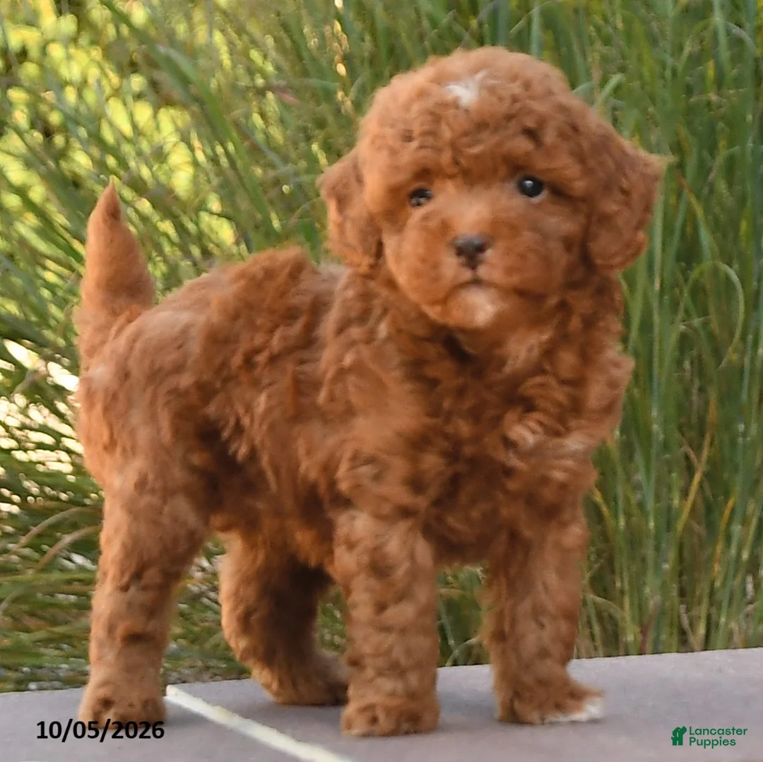 Cockapoo dogs for sale: Royal - Ad 2