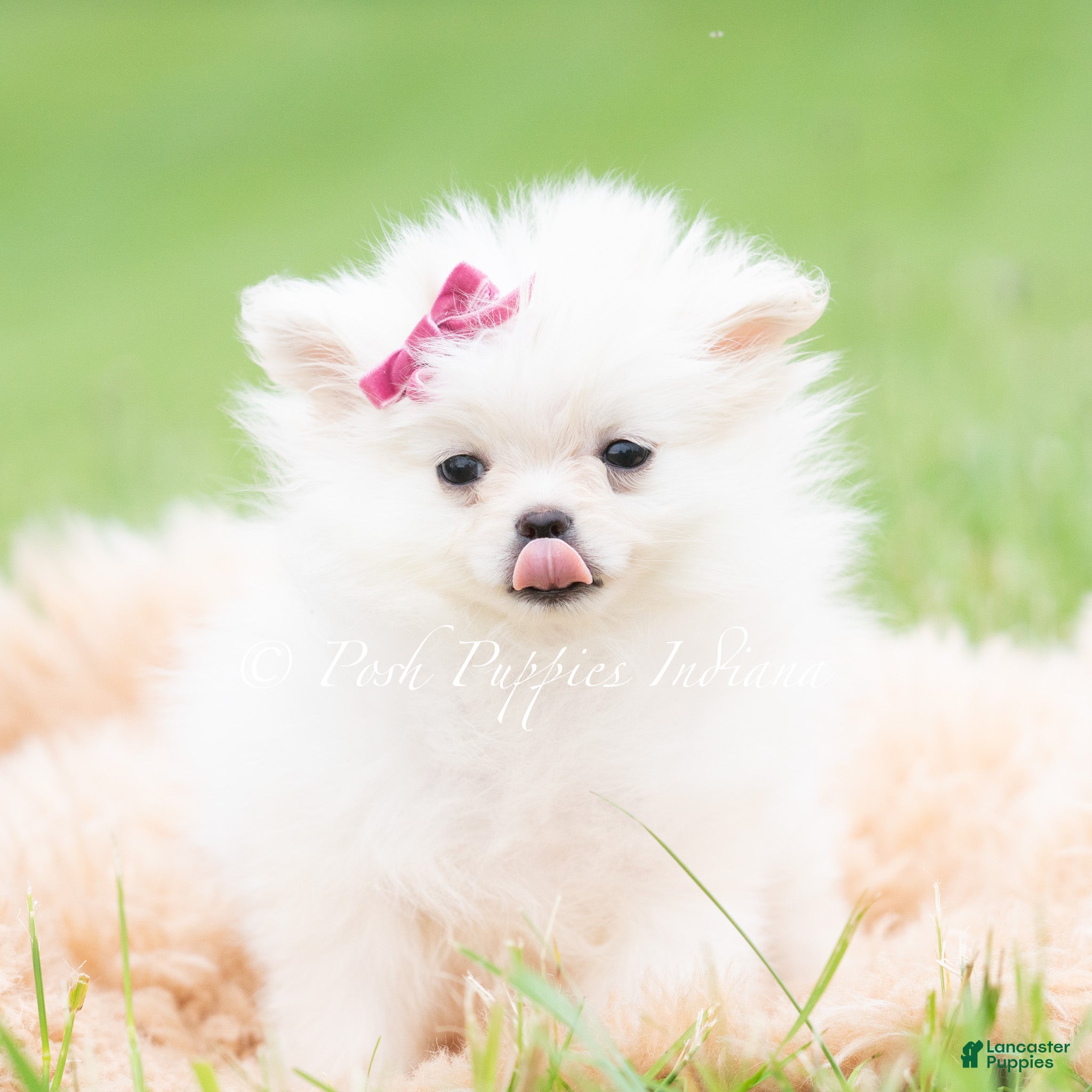 Pomeranian dogs for sale: Twinklepop AKC - Ad 3