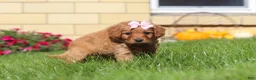 Mini Goldendoodle dogs for sale: Olivia - Ad 4