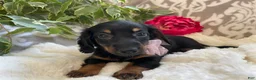 Miniature Dachshund dogs for sale: Callie - Ad 9
