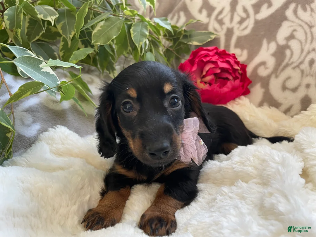 Miniature Dachshund dogs for sale: Callie - Ad 9