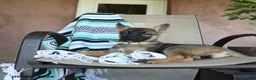 German Shepherd dogs for sale: Gertty - Ad 5