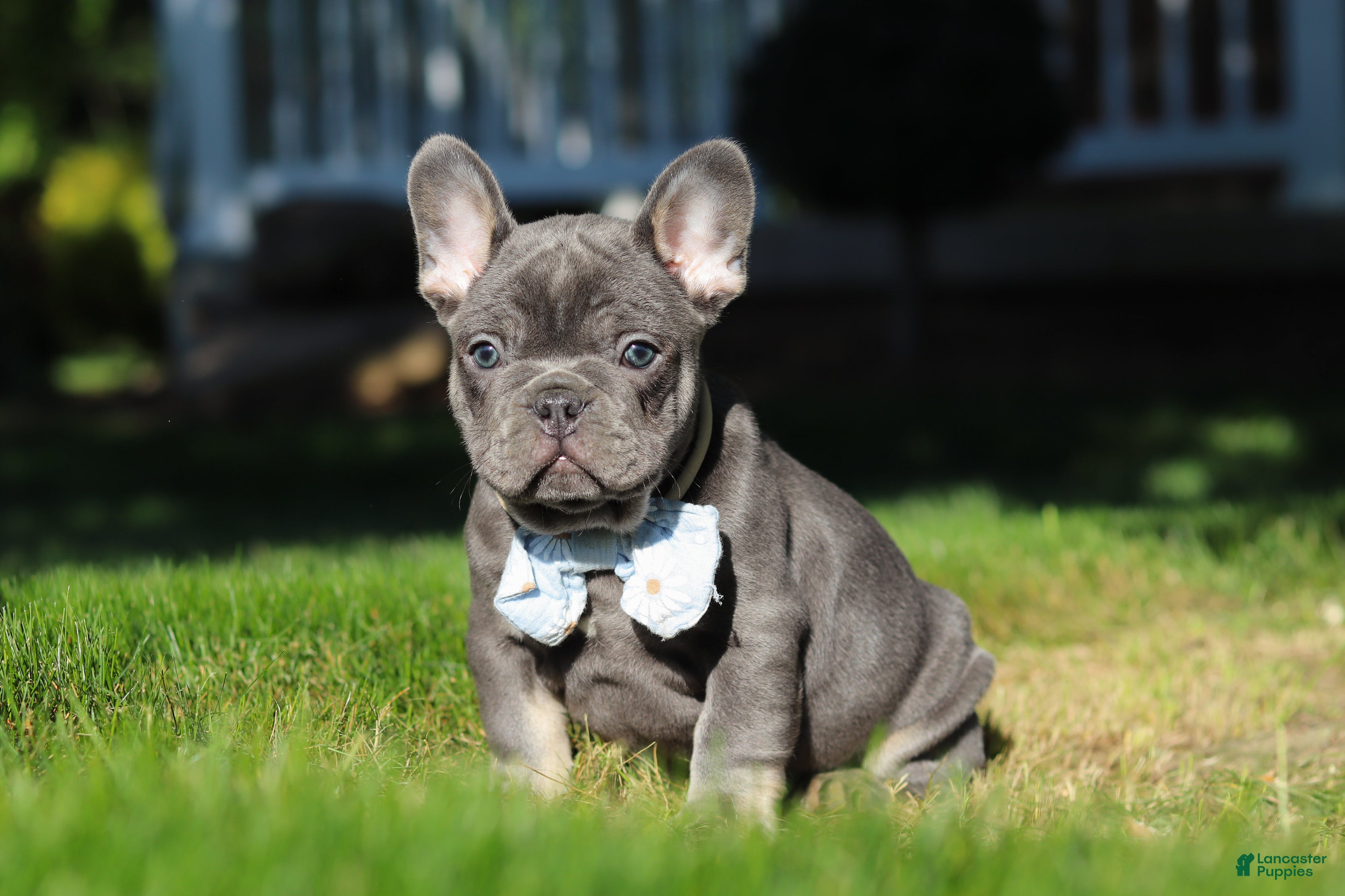 French Bulldog dogs for sale: Marshall - Ad 9