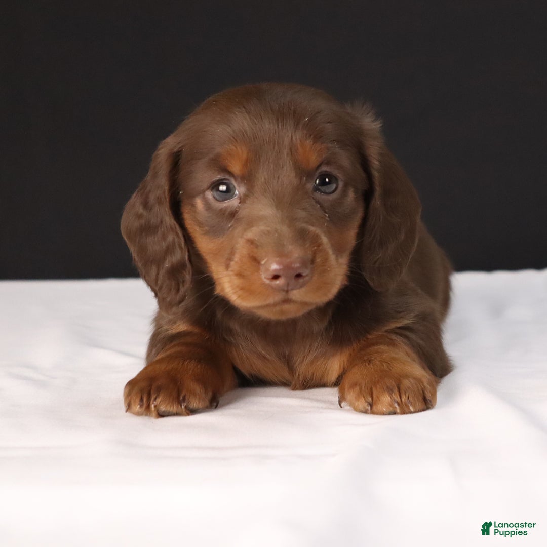 Dachshund dogs for sale: Dachshund Puppy 1 - Ad 2