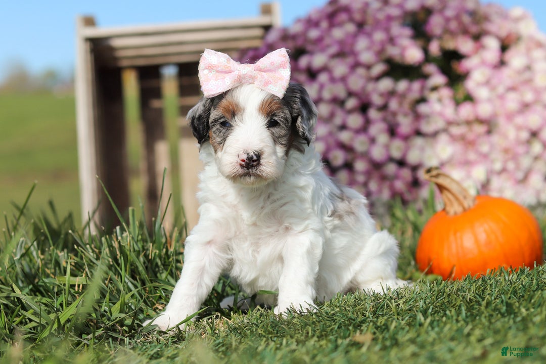Mini Bernedoodle dogs for sale: Chloe - Ad 2