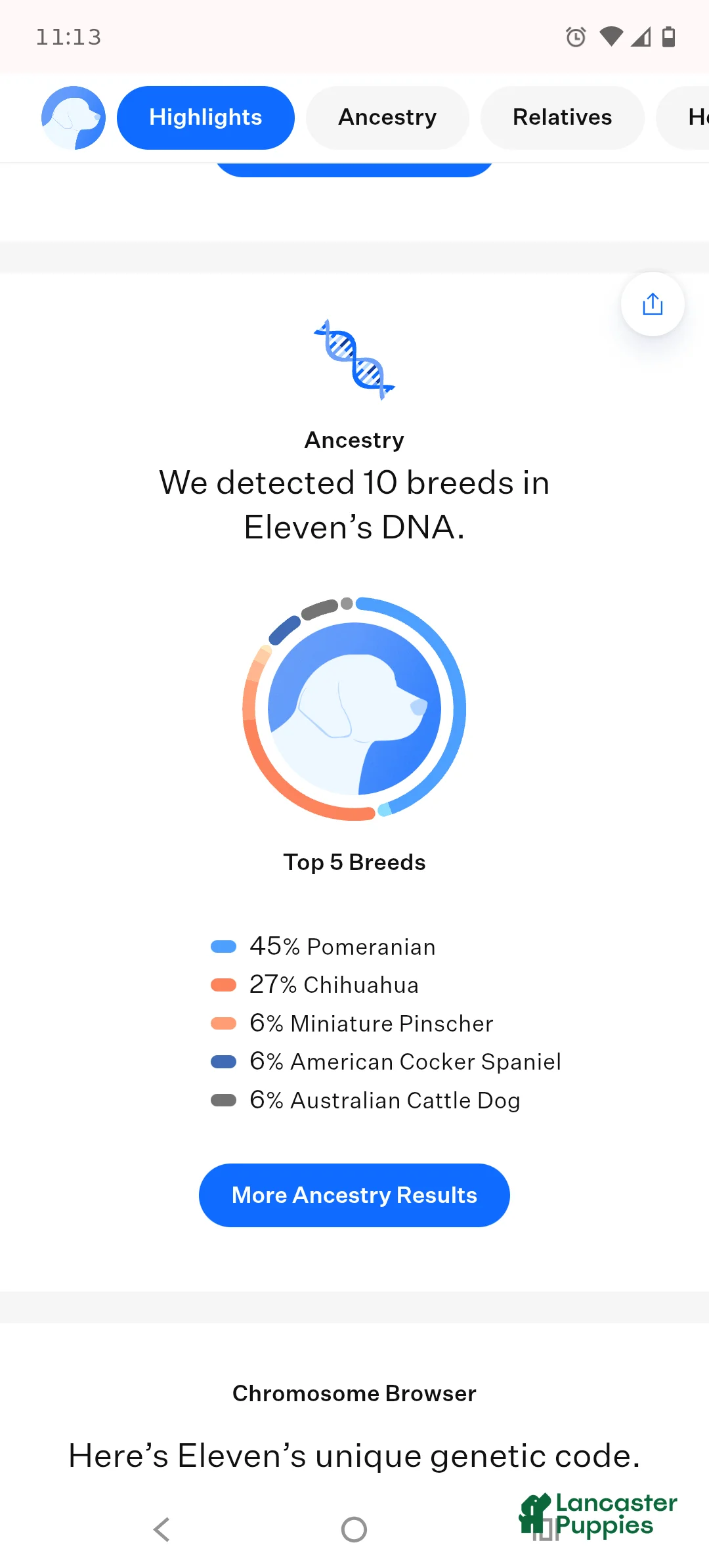 Mixed Breed dogs for sale: Mixed Breed Puppy 1 - Ad 4