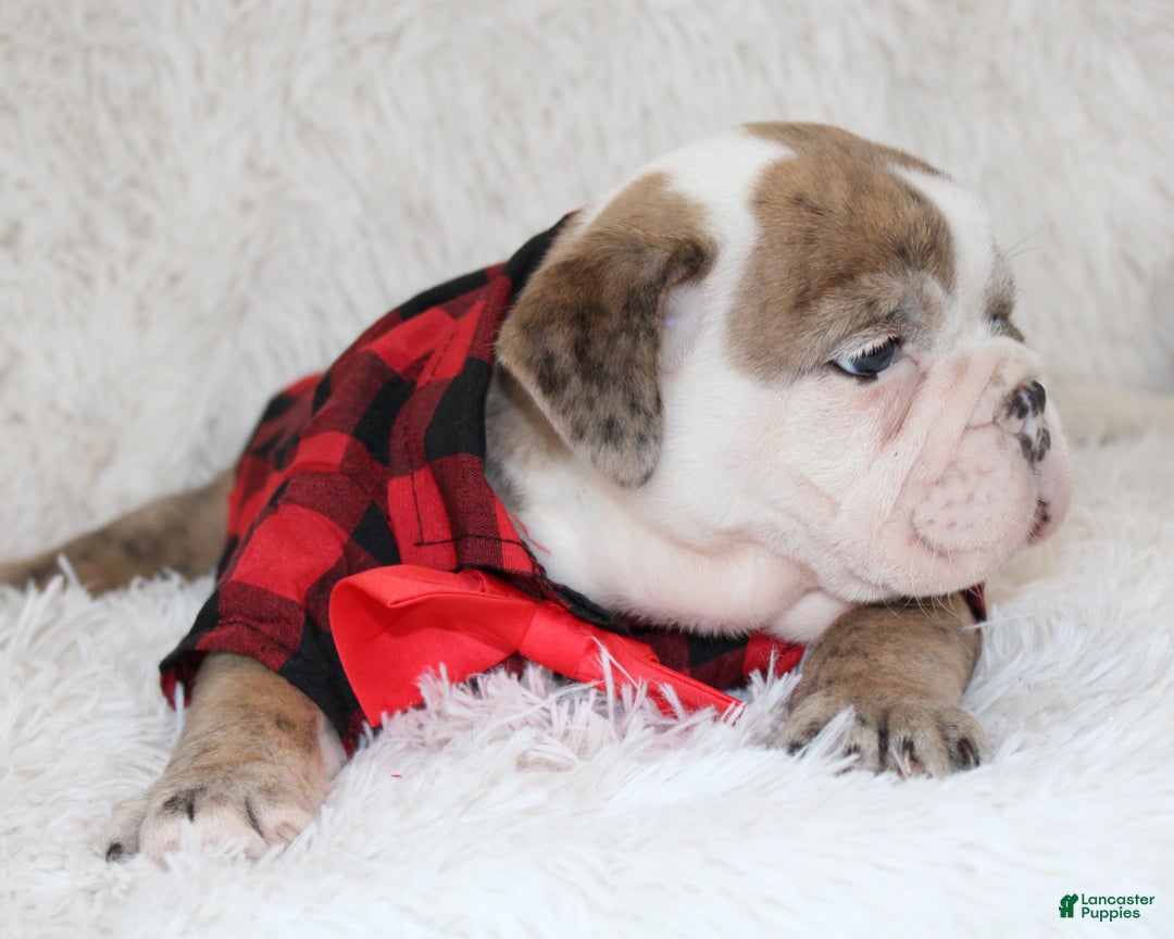 English Bulldog dogs for sale: Theo - Ad 7