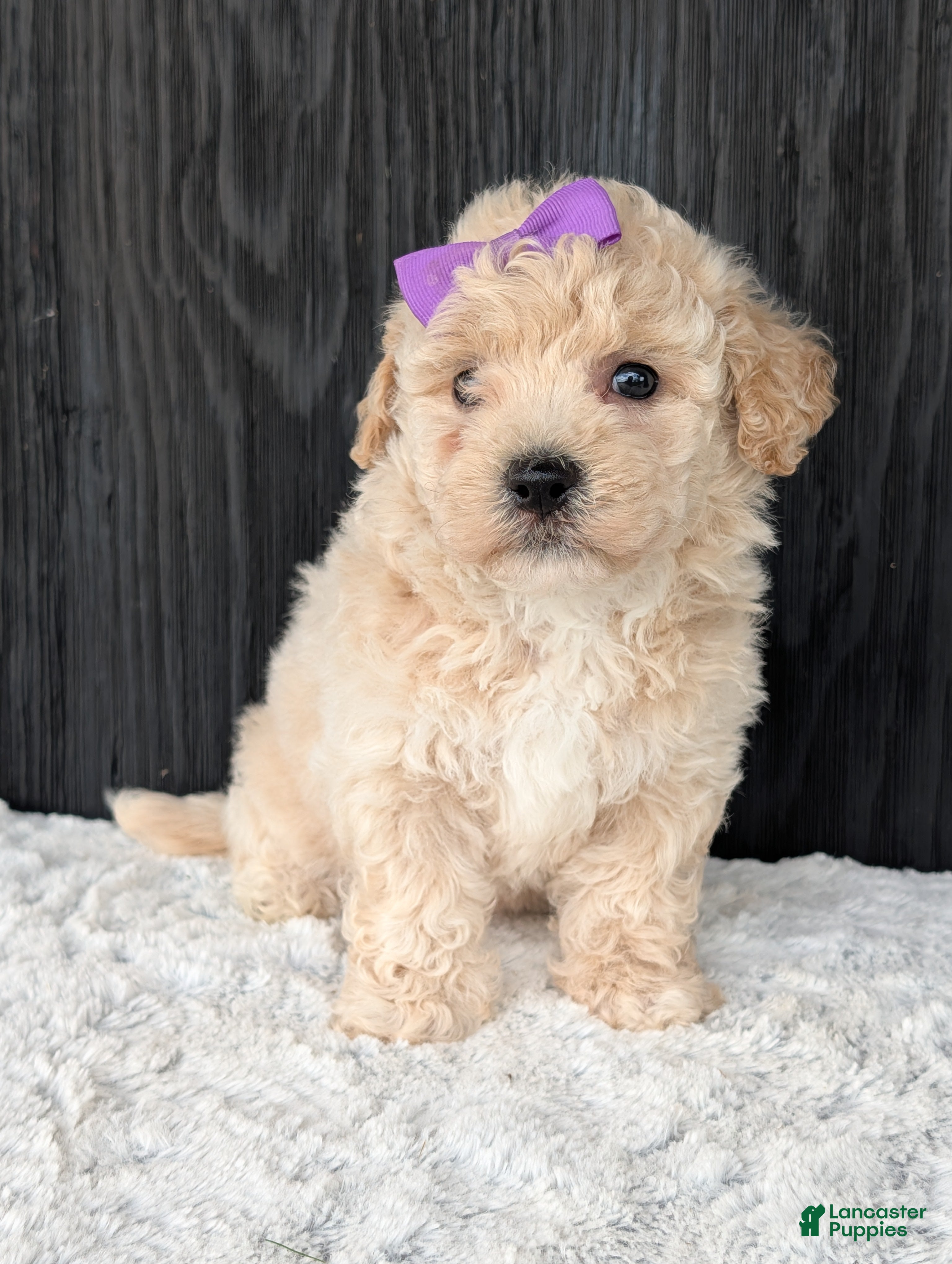 Bichpoo dogs Zoey - Ad 2