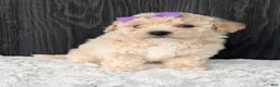 Bichpoo dogs for sale: Zoey - Ad 9