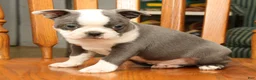 Boston Terrier dogs for sale: Buster - Ad 8