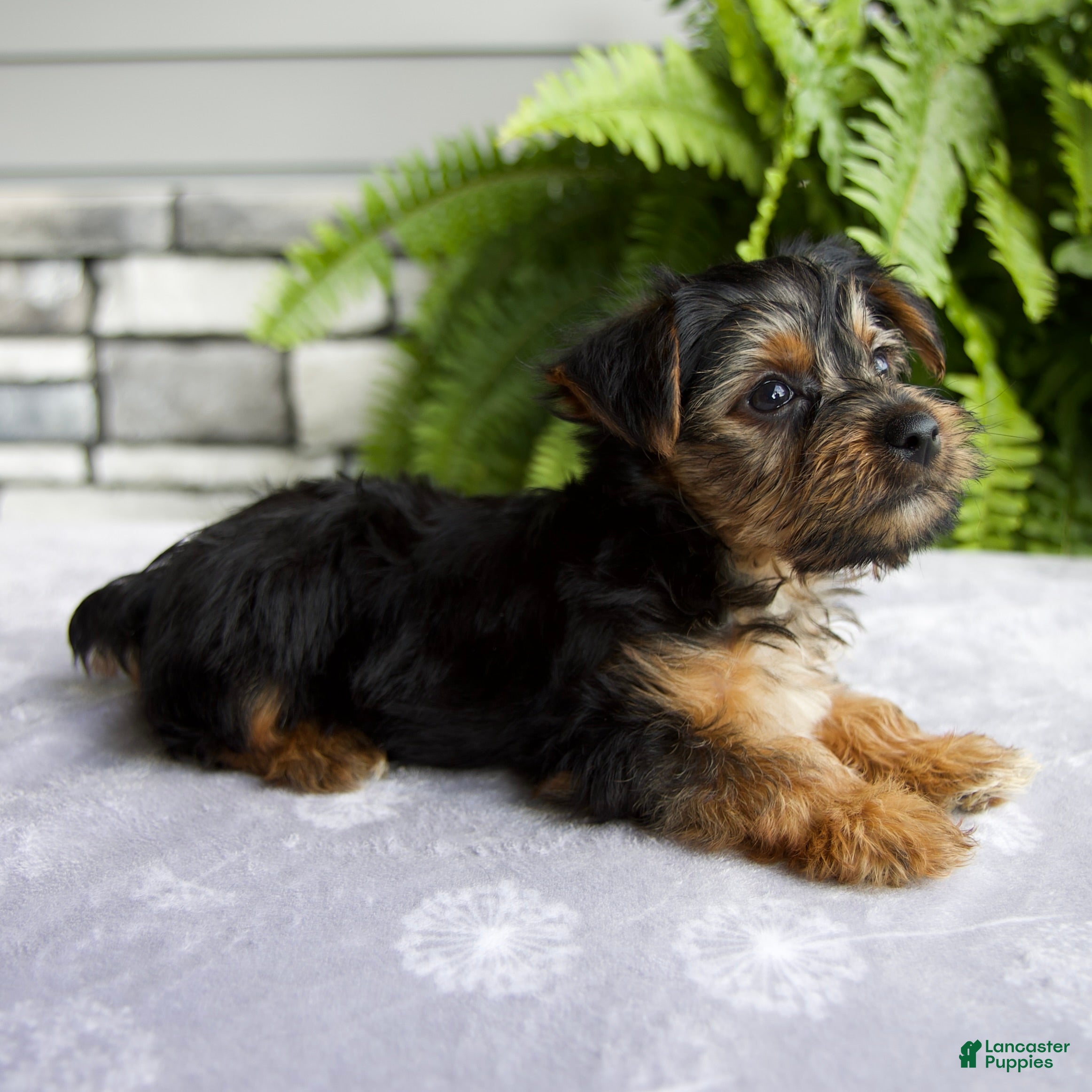 Yorkshire Terrier dogs Kendra - Ad 1