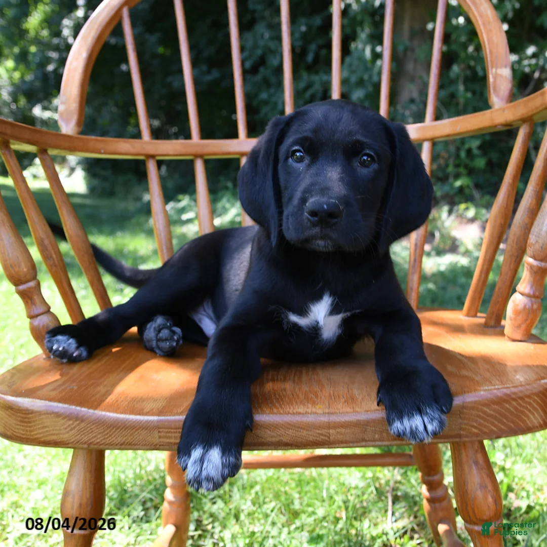 Mixed Breed dogs for sale: Bolt - Ad 1