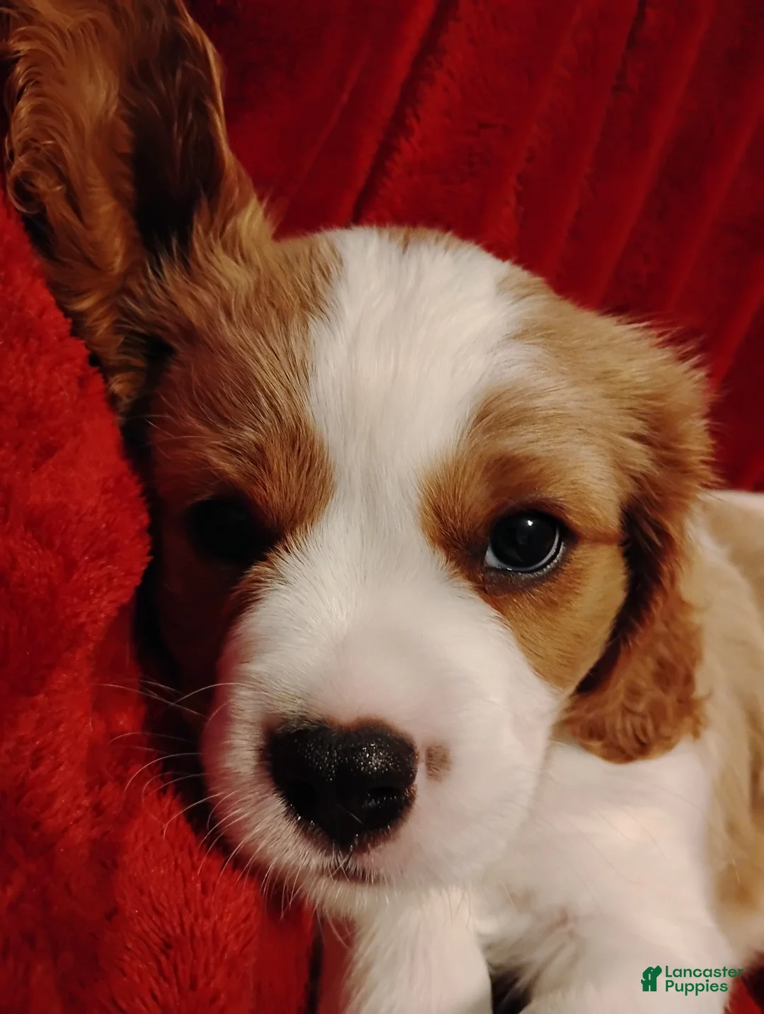 Cavalier King Charles Spaniel dogs for sale: Winston - Ad 2
